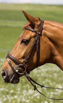 Kieffer belinda suitset